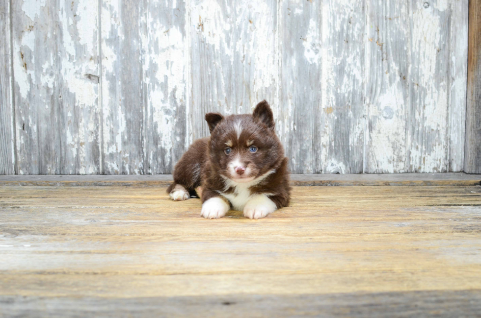 Best Pomsky Baby