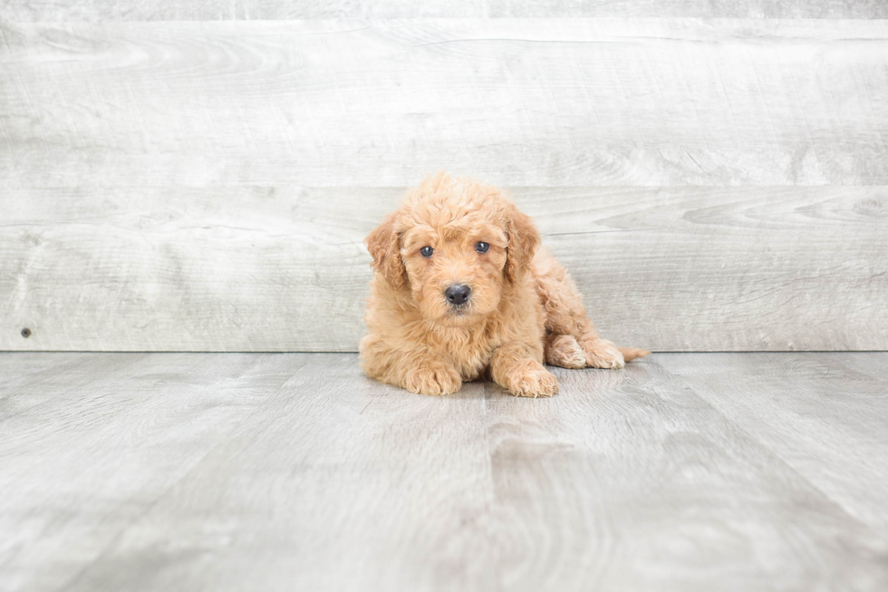 Mini Goldendoodle Pup Being Cute