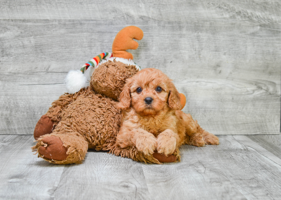 Best Cavapoo Baby