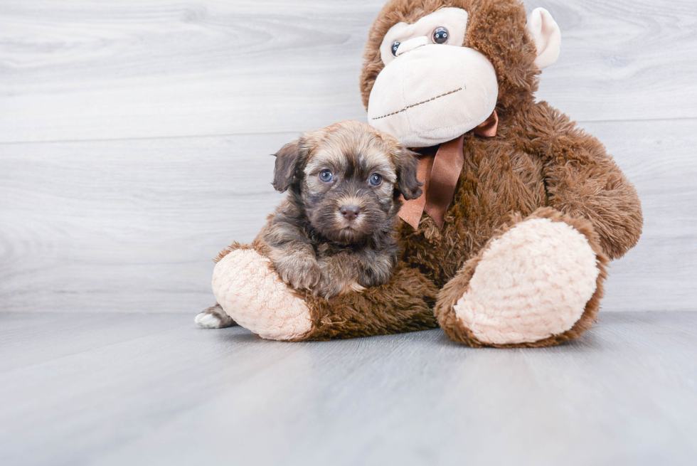 Little Havanese Purebred Pup