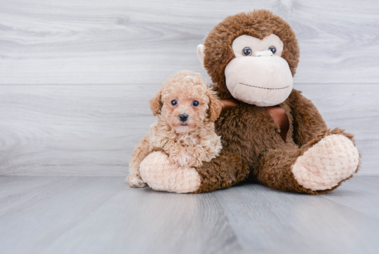 Poodle Pup Being Cute