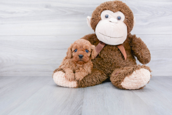 Cavapoo Pup Being Cute