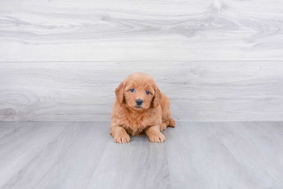 Adorable Golden Retriever Poodle Mix Puppy