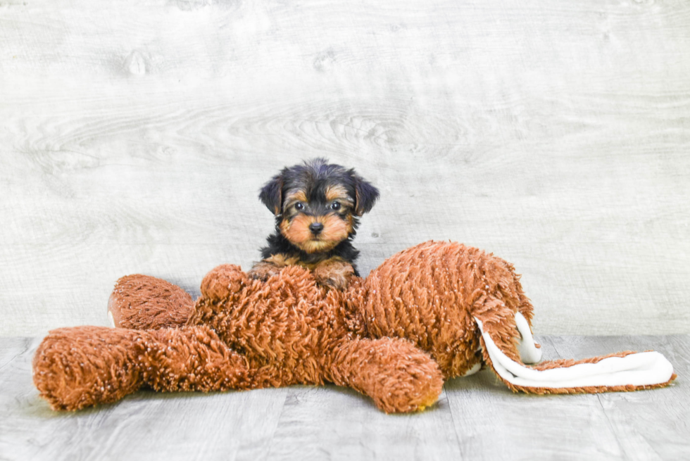 Meet Capone - our Yorkshire Terrier Puppy Photo 