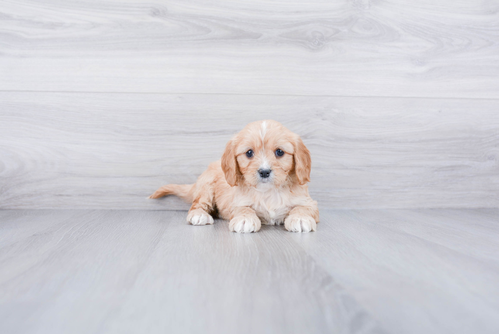 Hypoallergenic Cavoodle Poodle Mix Puppy