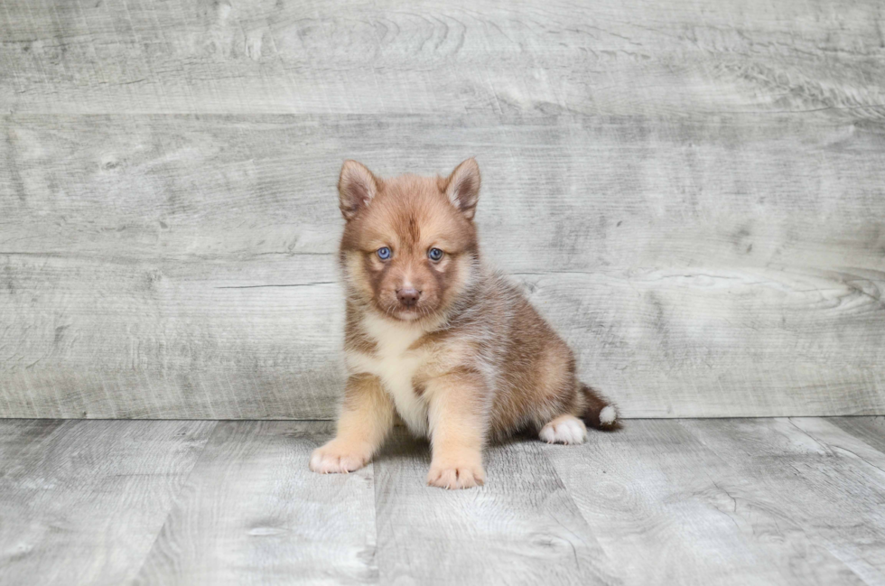 Cute Pomsky Baby