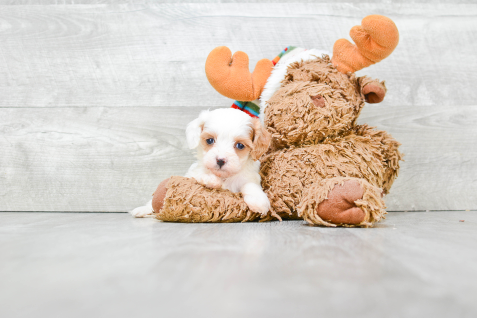 Cavapoo Puppy for Adoption