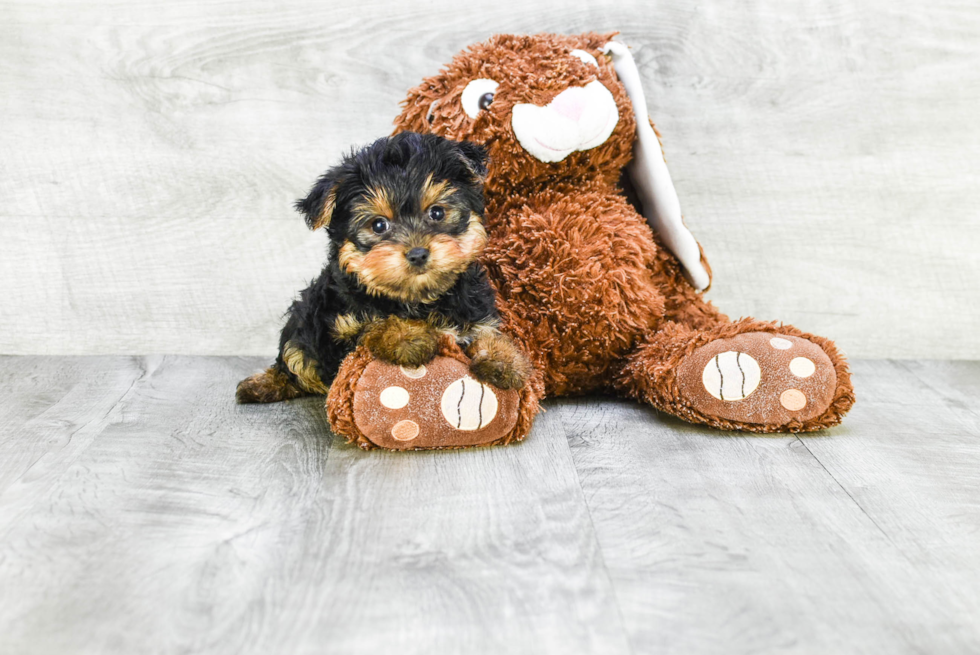 Meet Diddy - our Yorkshire Terrier Puppy Photo 