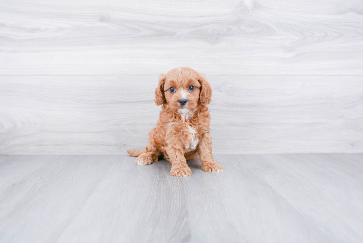 Cavapoo Pup Being Cute