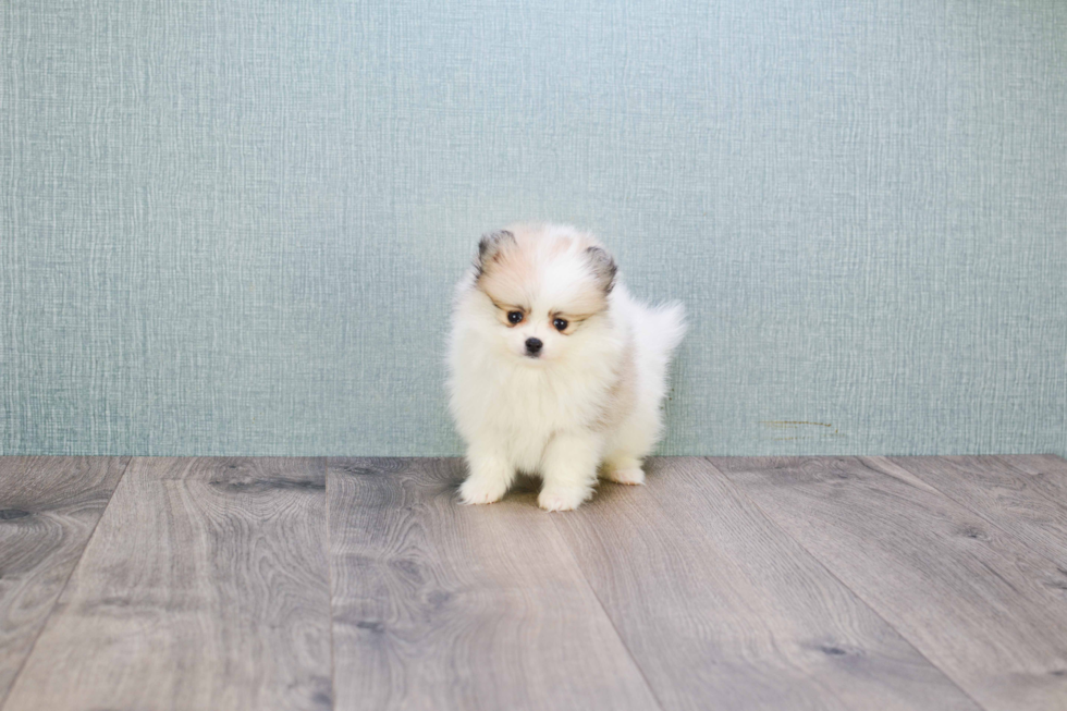 Pomeranian Pup Being Cute