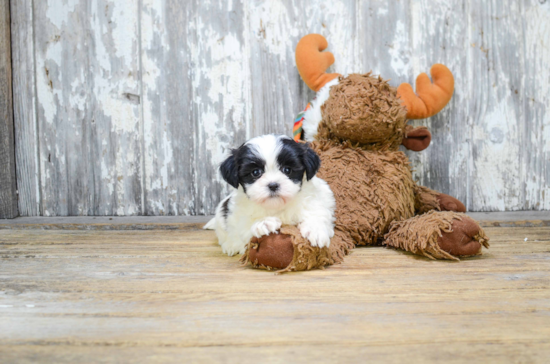 Popular Teddy Bear Designer Pup