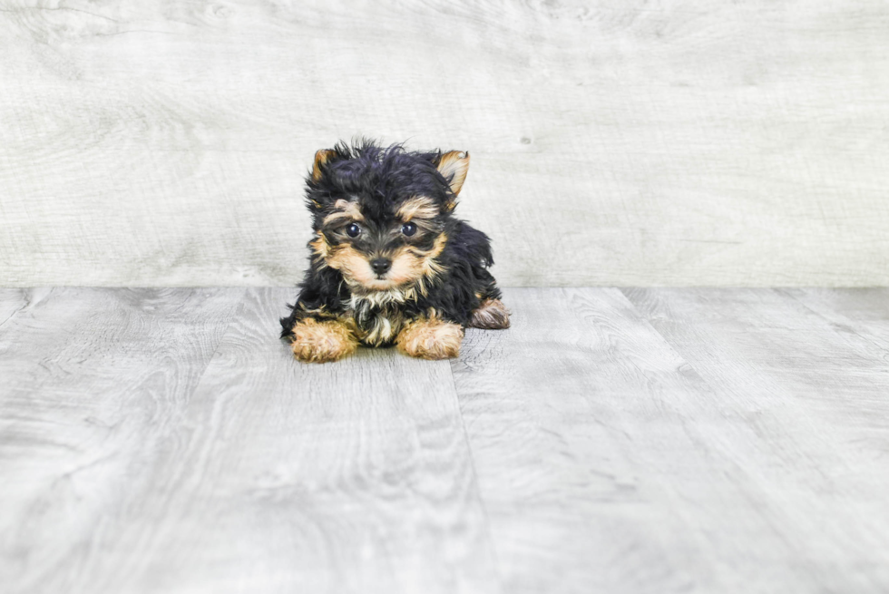 Petite Morkie Designer Pup