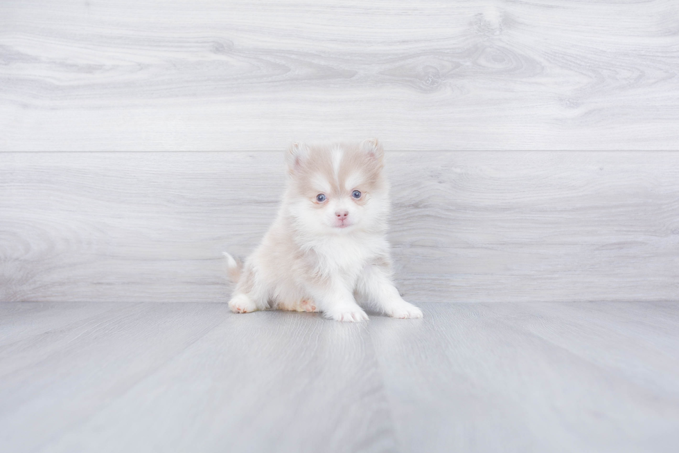 Pomsky Puppy for Adoption