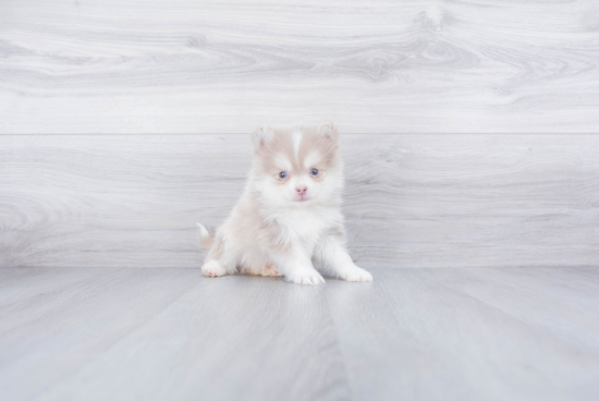 Pomsky Puppy for Adoption