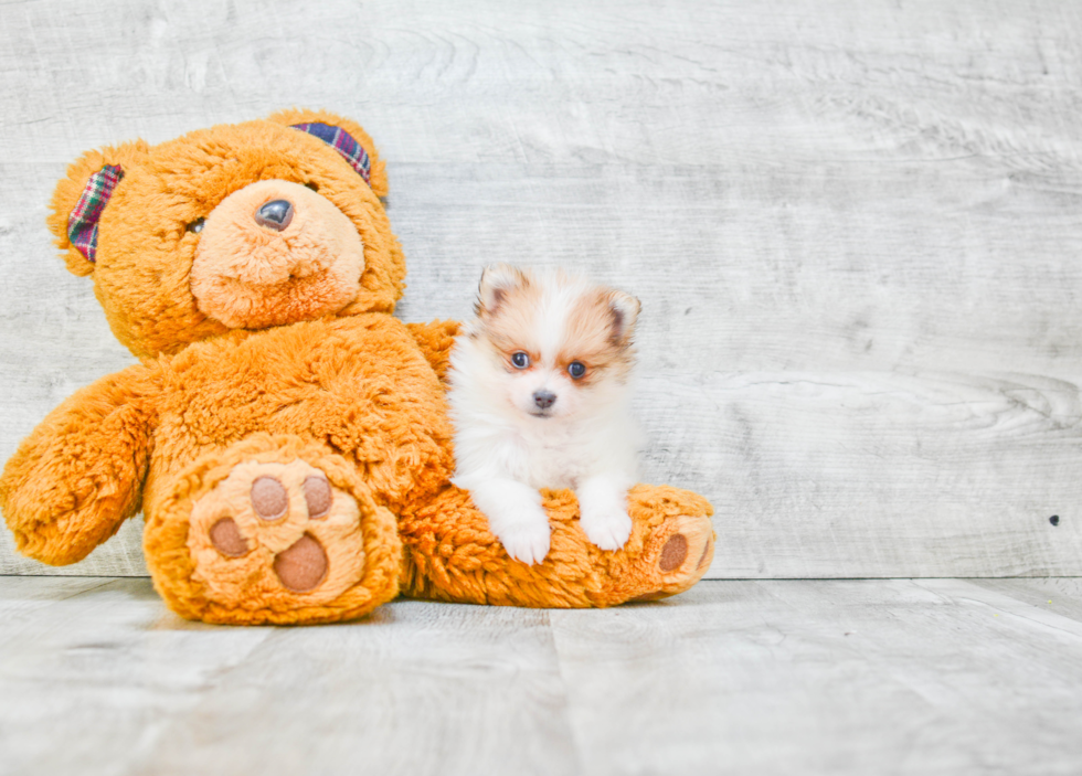 Cute Pomeranian Purebred Puppy