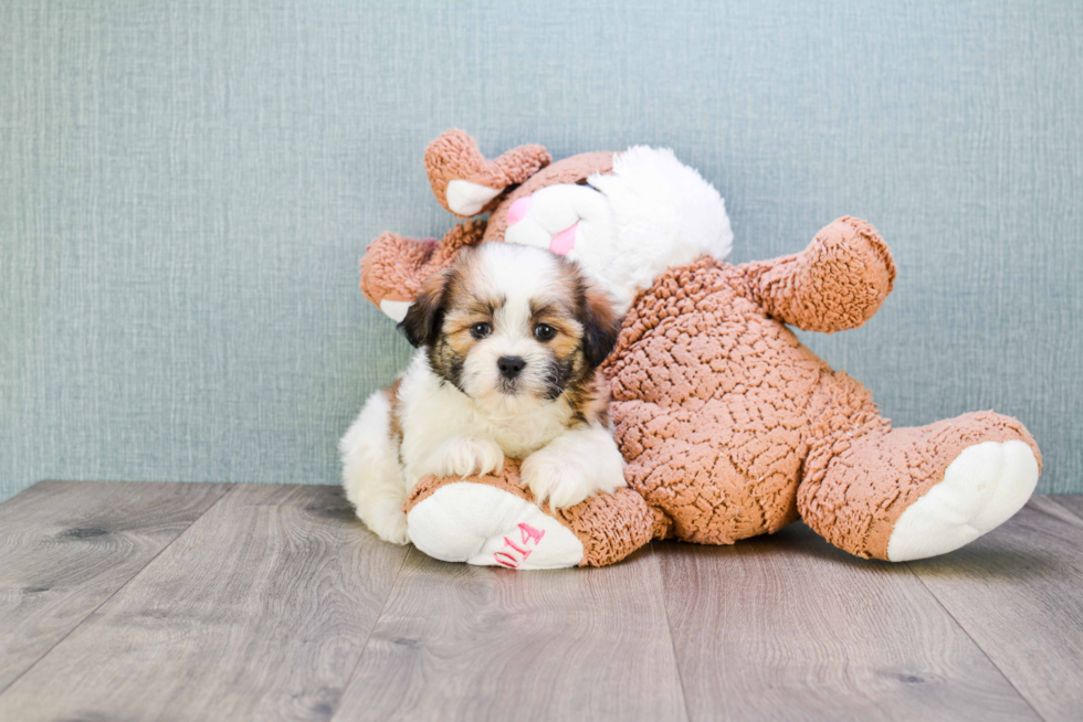 Teddy Bear Pup Being Cute