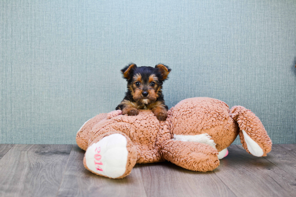 Meet Joey - our Yorkshire Terrier Puppy Photo 