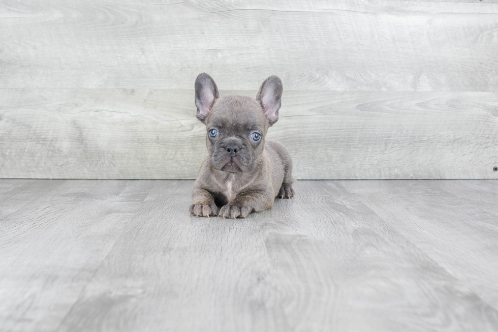 Smart Frenchie Purebred Puppy