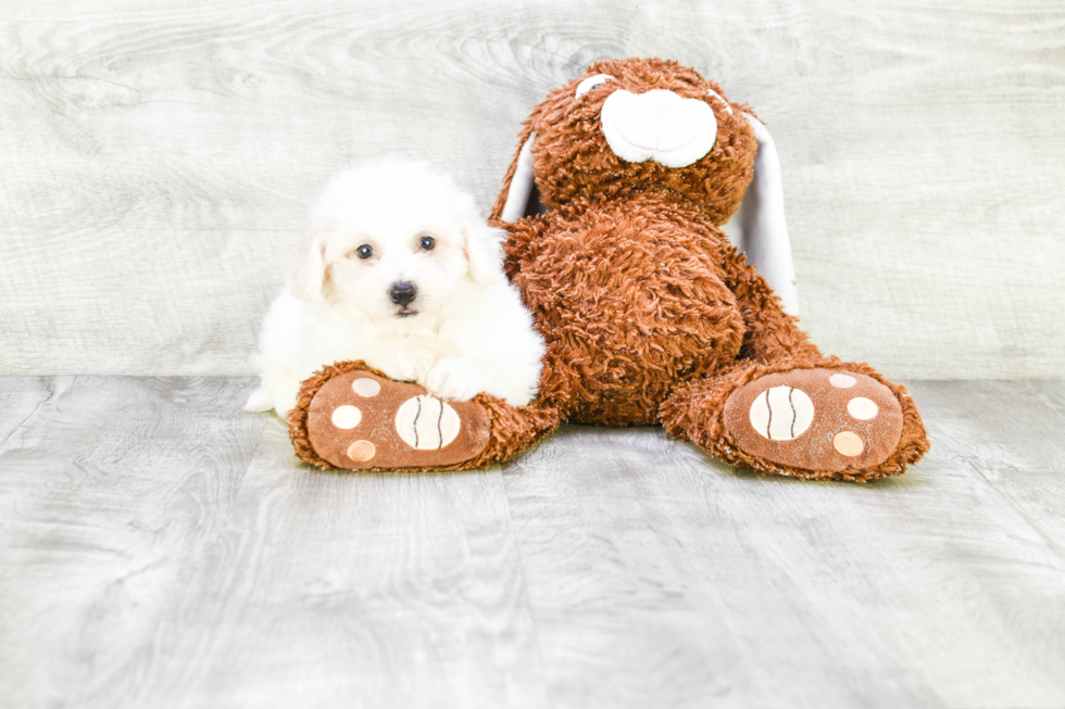 Bichon Frise Pup Being Cute