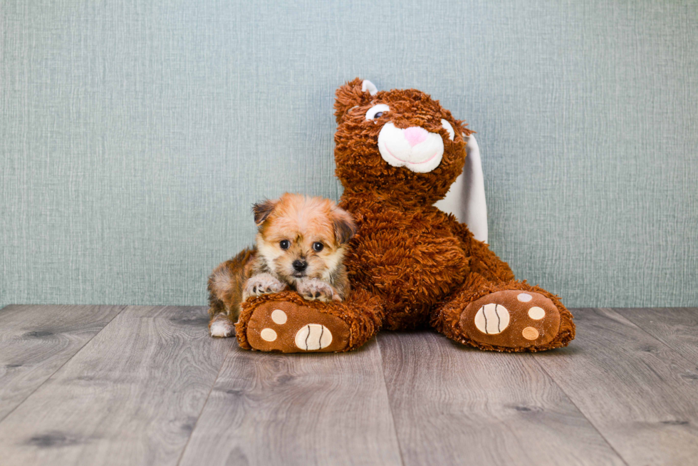 Cute Morkie Baby