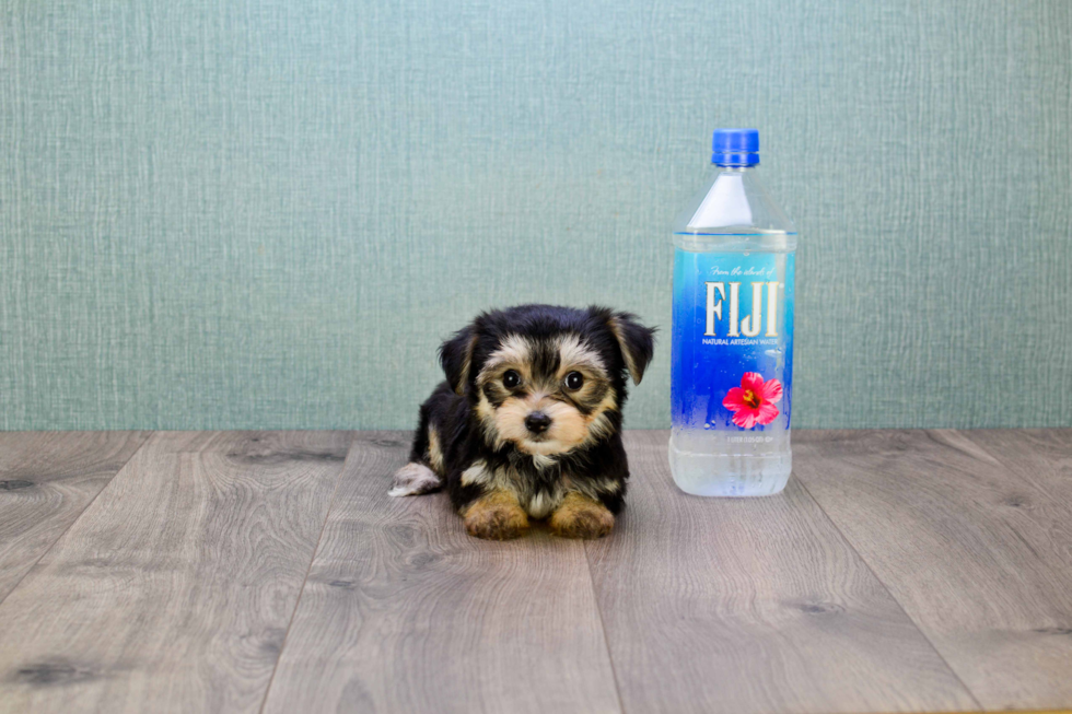 Morkie Puppy for Adoption