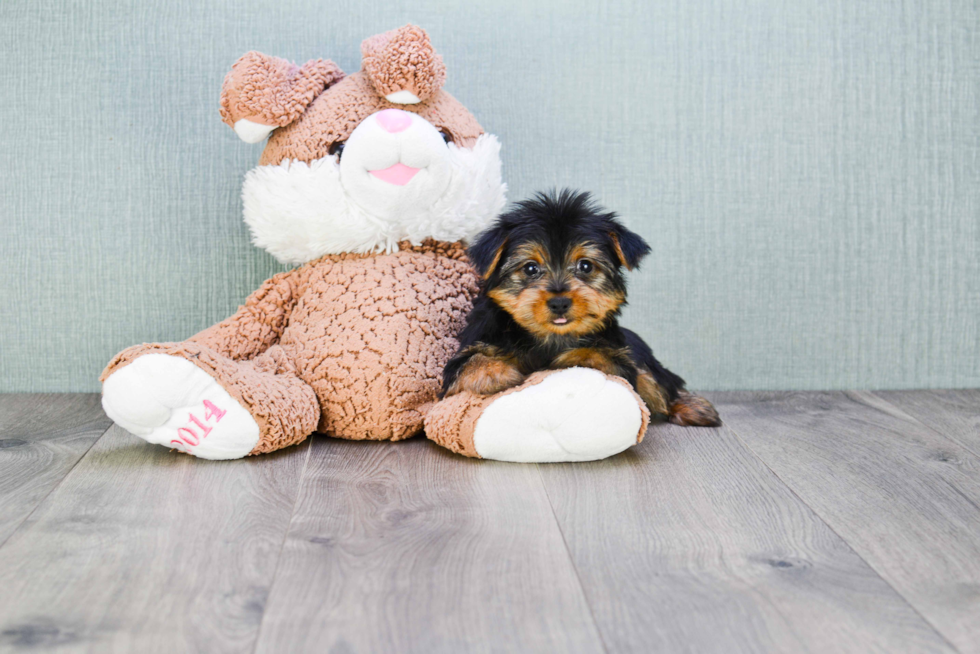 Meet Joey - our Yorkshire Terrier Puppy Photo 