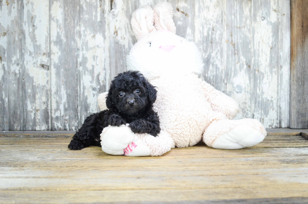 Cavapoo Pup Being Cute