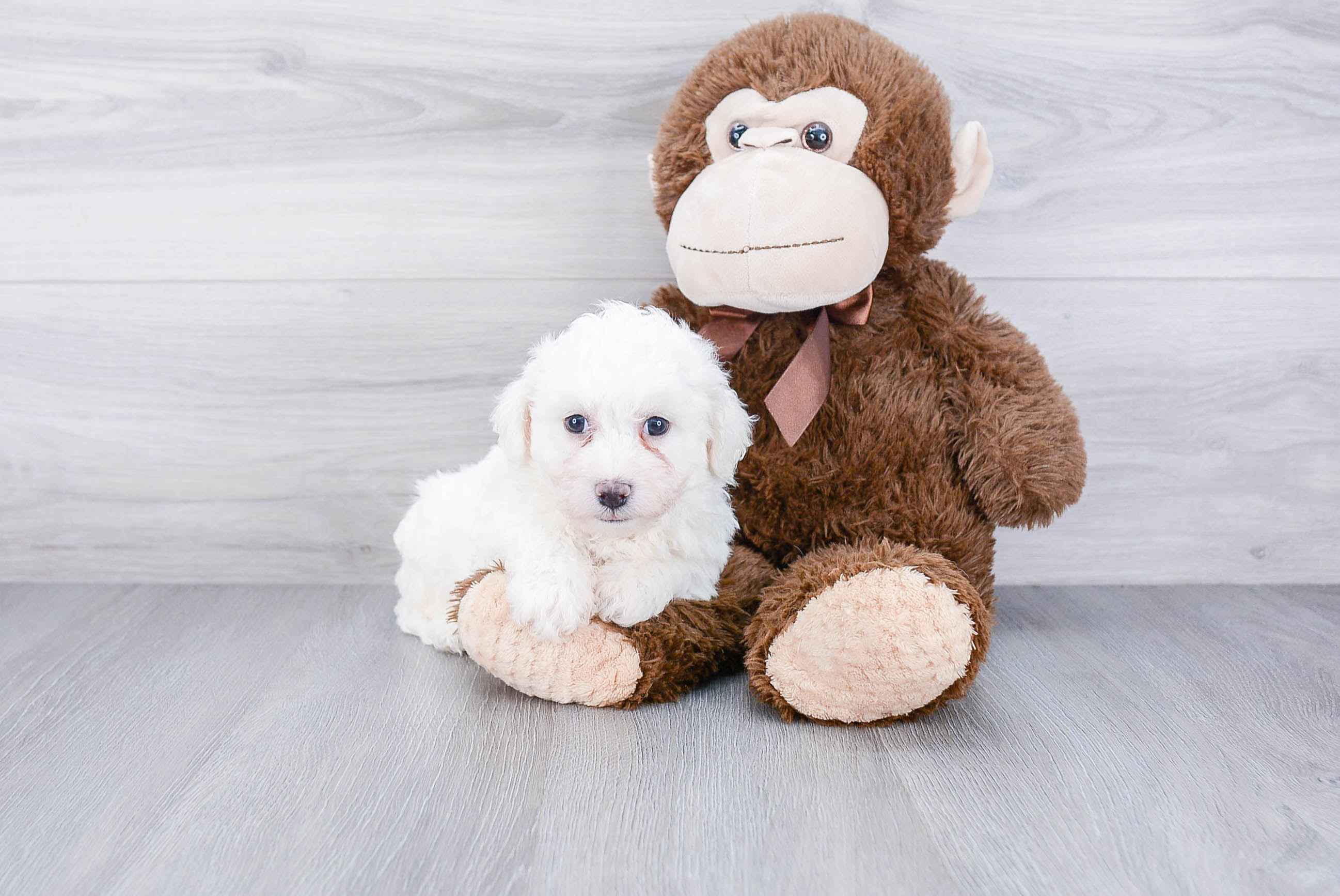 Bichon Frise Puppy for Adoption
