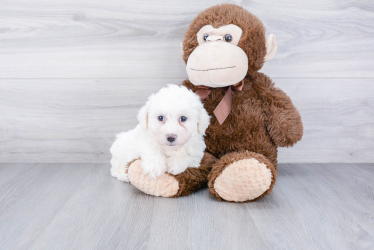 Bichon Frise Puppy for Adoption