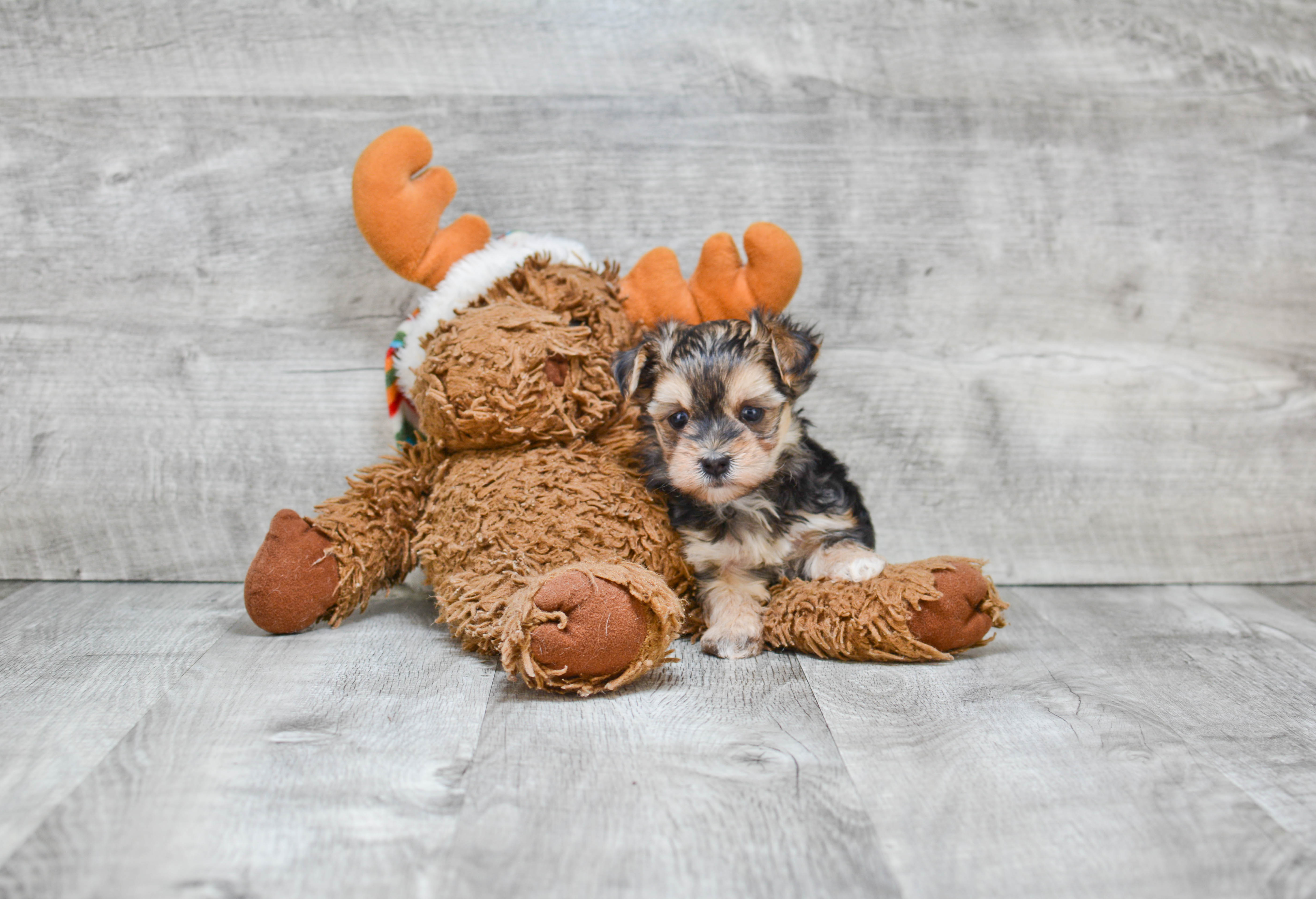 Best Morkie Baby