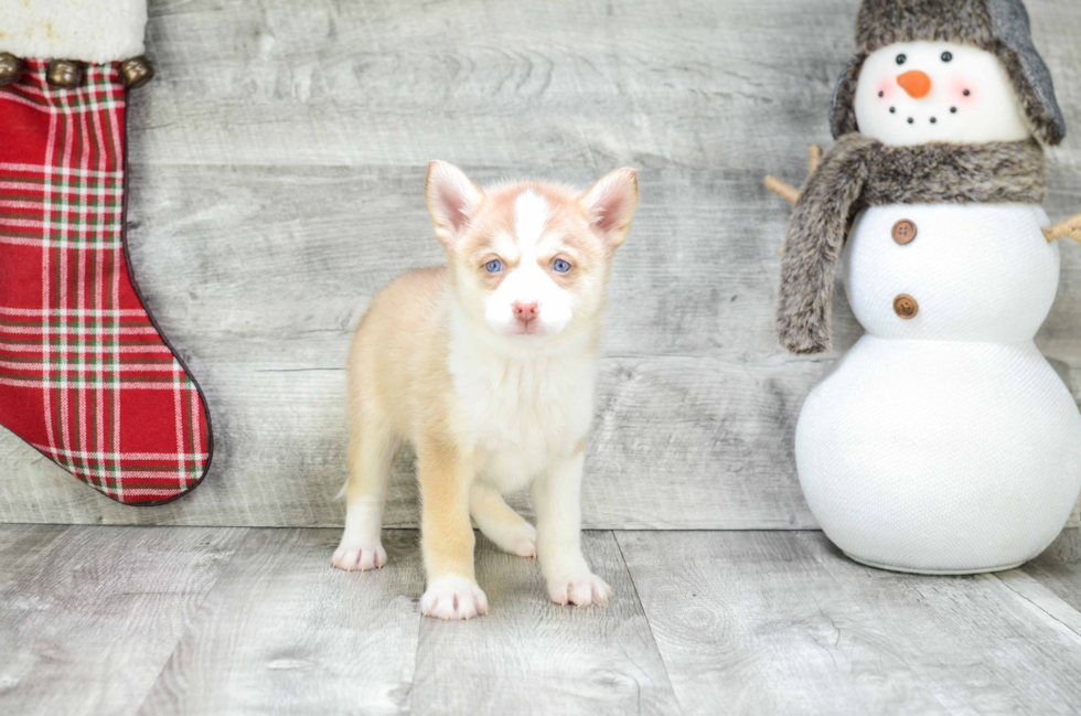 Adorable Mini Husky Designer Puppy