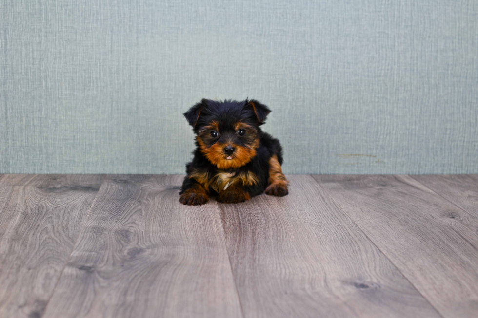 Meet Nugget - our Yorkshire Terrier Puppy Photo 