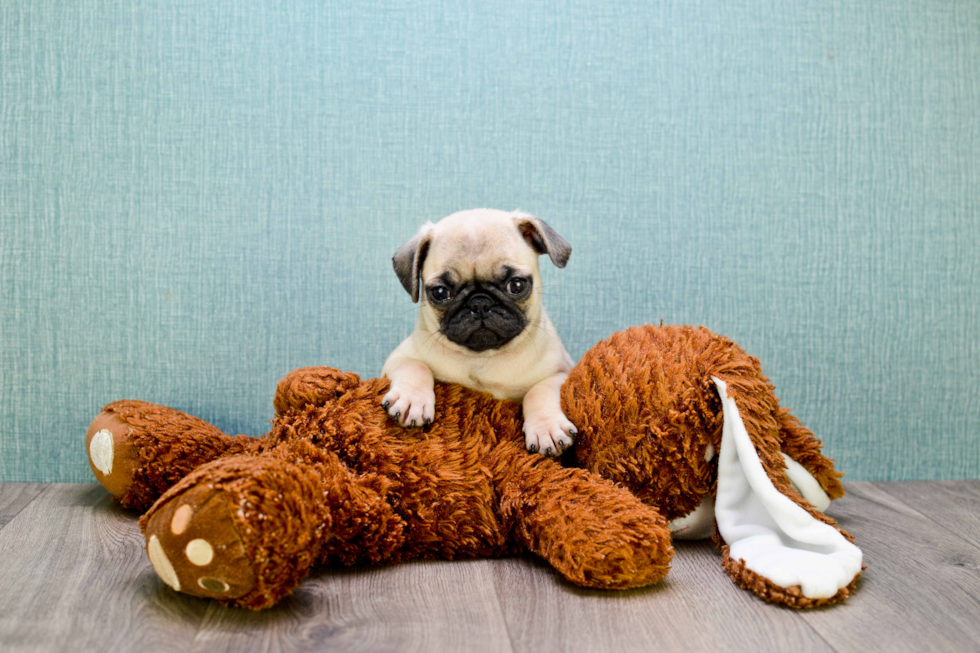 Playful Pug Baby