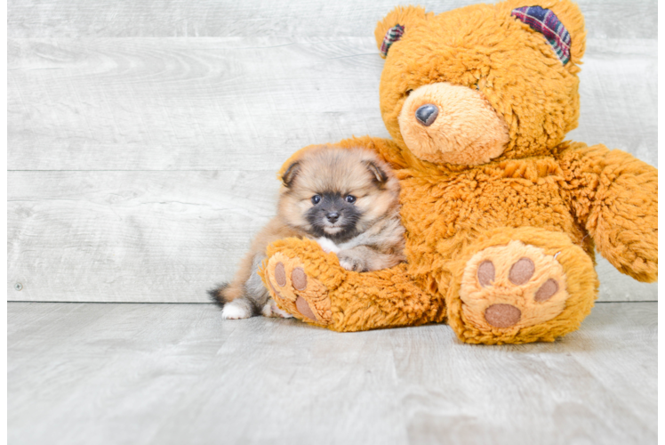 Fluffy Pomeranian Purebred Puppy