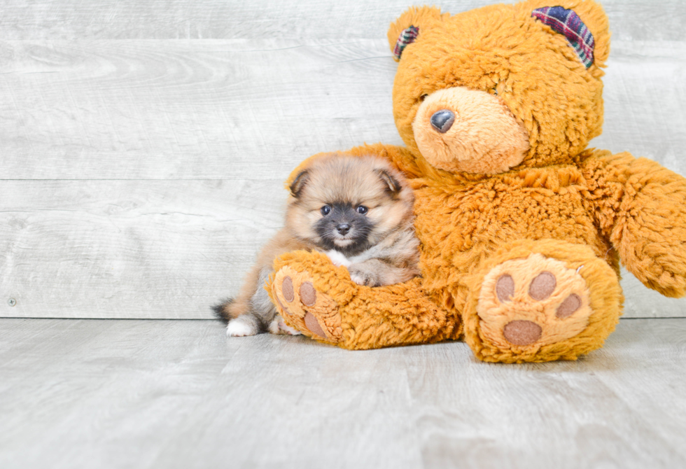 Fluffy Pomeranian Purebred Puppy