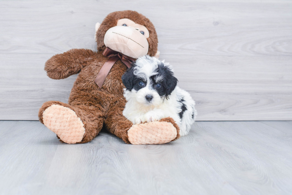 Best Mini Bernedoodle Baby