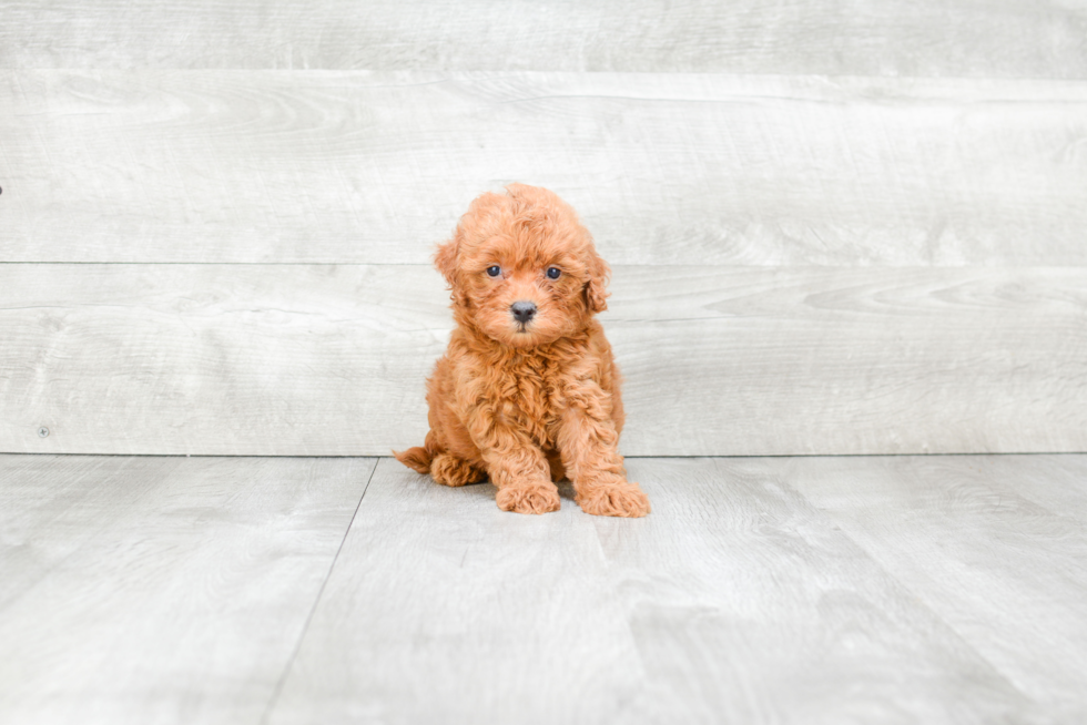 Smart Mini Goldendoodle Poodle Mix Pup