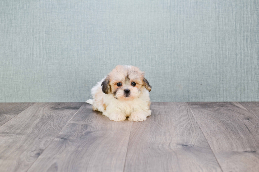 Teddy Bear Pup Being Cute