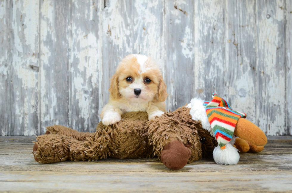 Cavachon Puppy for Adoption