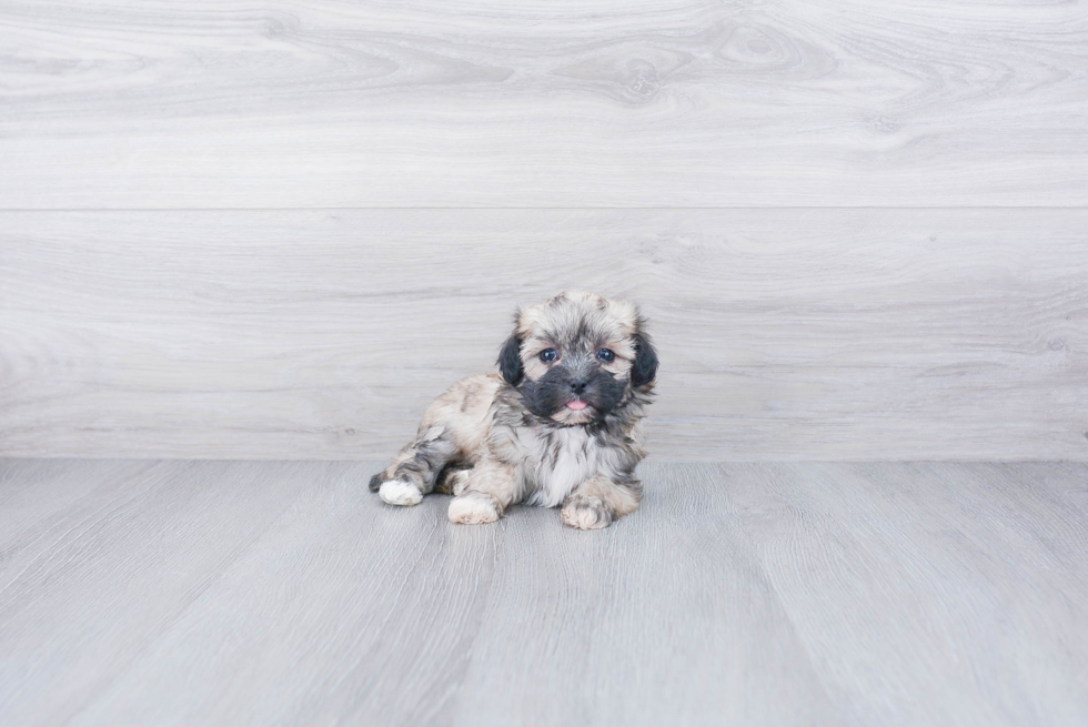 Fluffy Teddy Bear Designer Pup