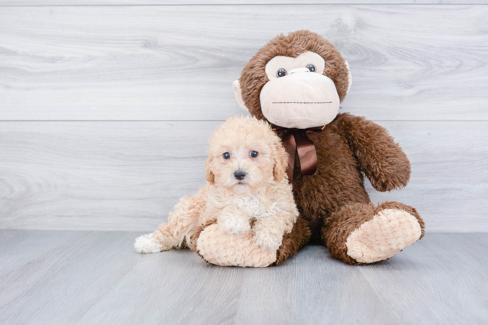 Popular Maltipoo Poodle Mix Pup