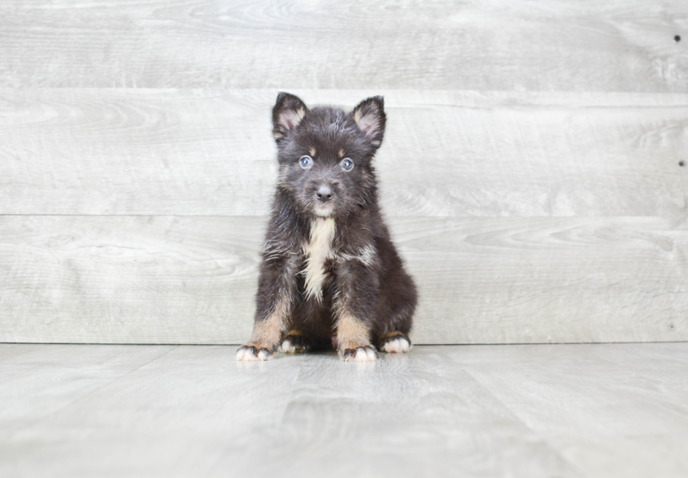 Pomsky Pup Being Cute