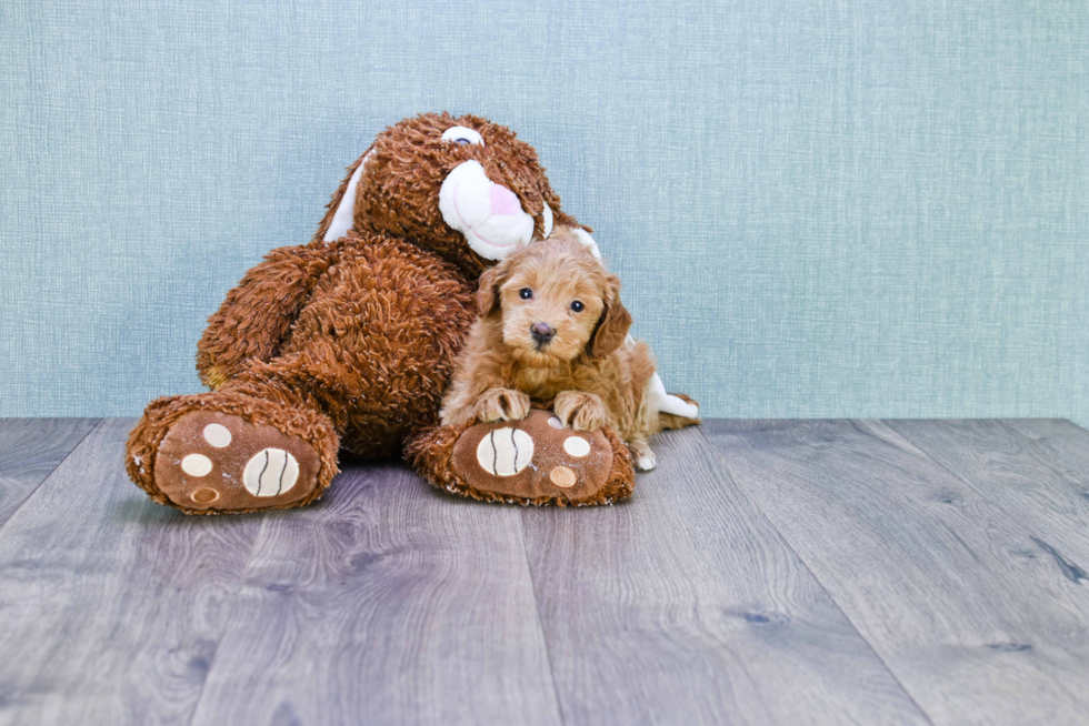 Smart Mini Goldendoodle Poodle Mix Pup