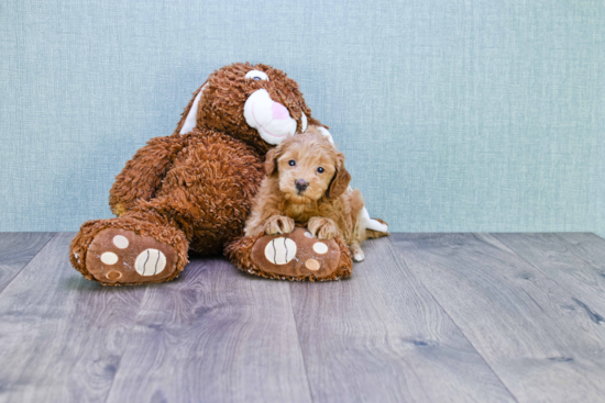 Smart Mini Goldendoodle Poodle Mix Pup