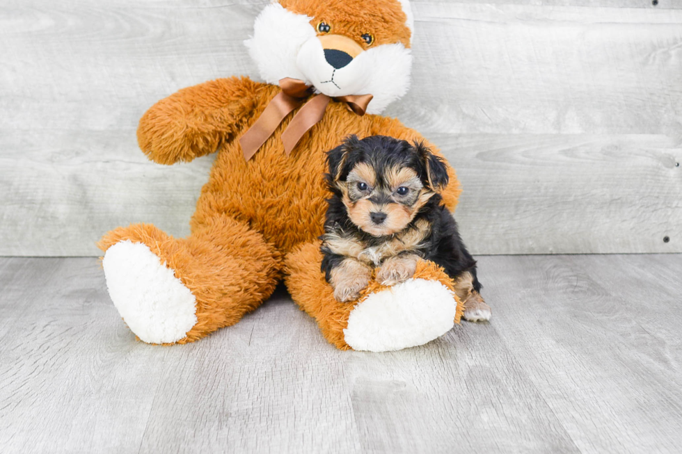 Adorable Yorkie Designer Puppy