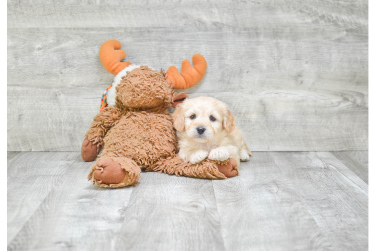 Best Cavachon Baby