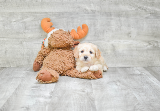 Best Cavachon Baby