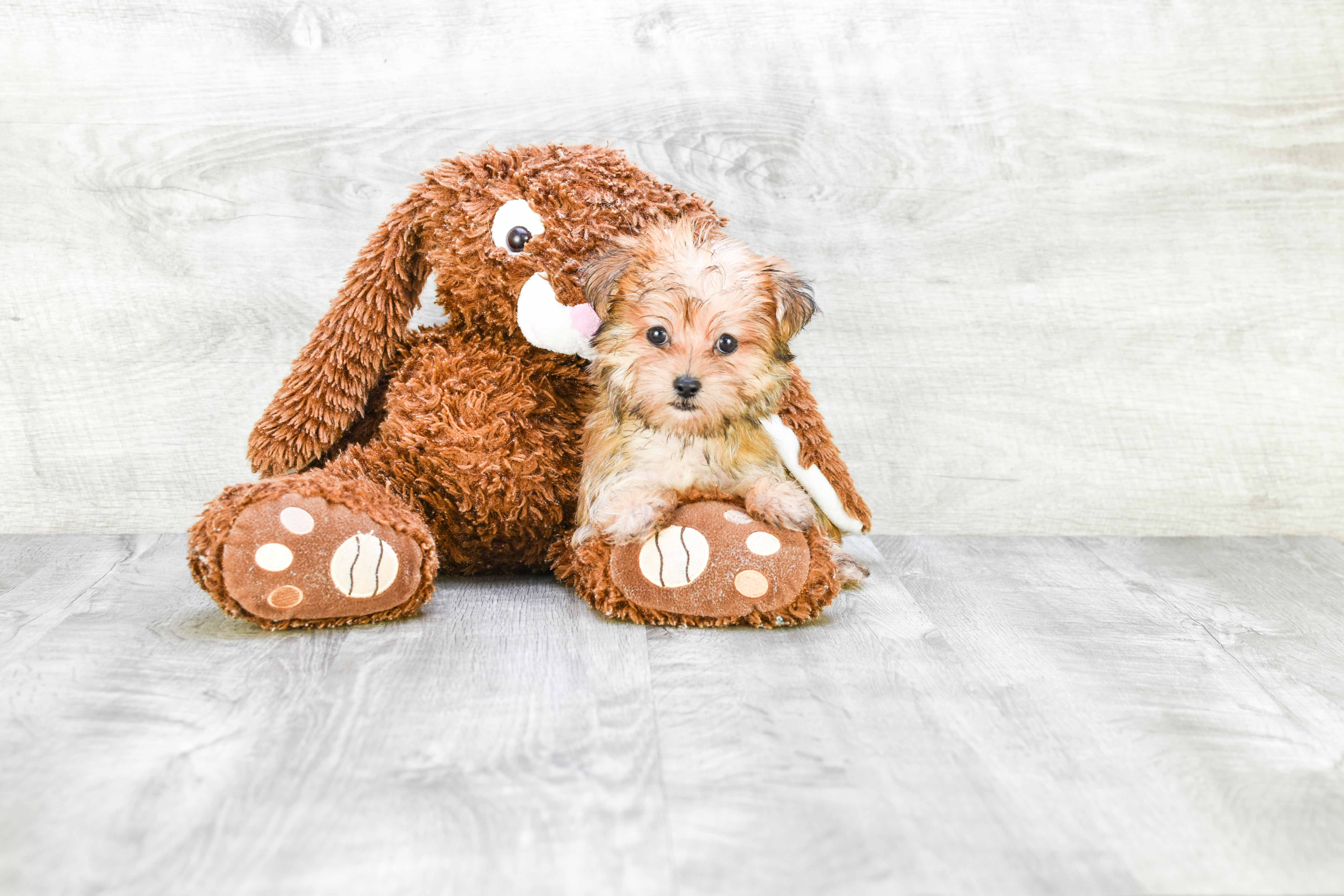 Morkie Puppy for Adoption