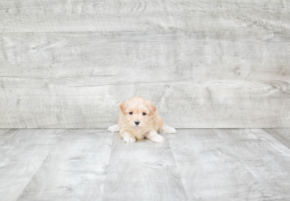 Best Maltipoo Baby