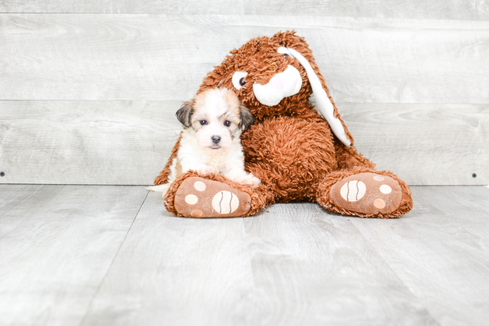 Smart Havanese Purebred Puppy